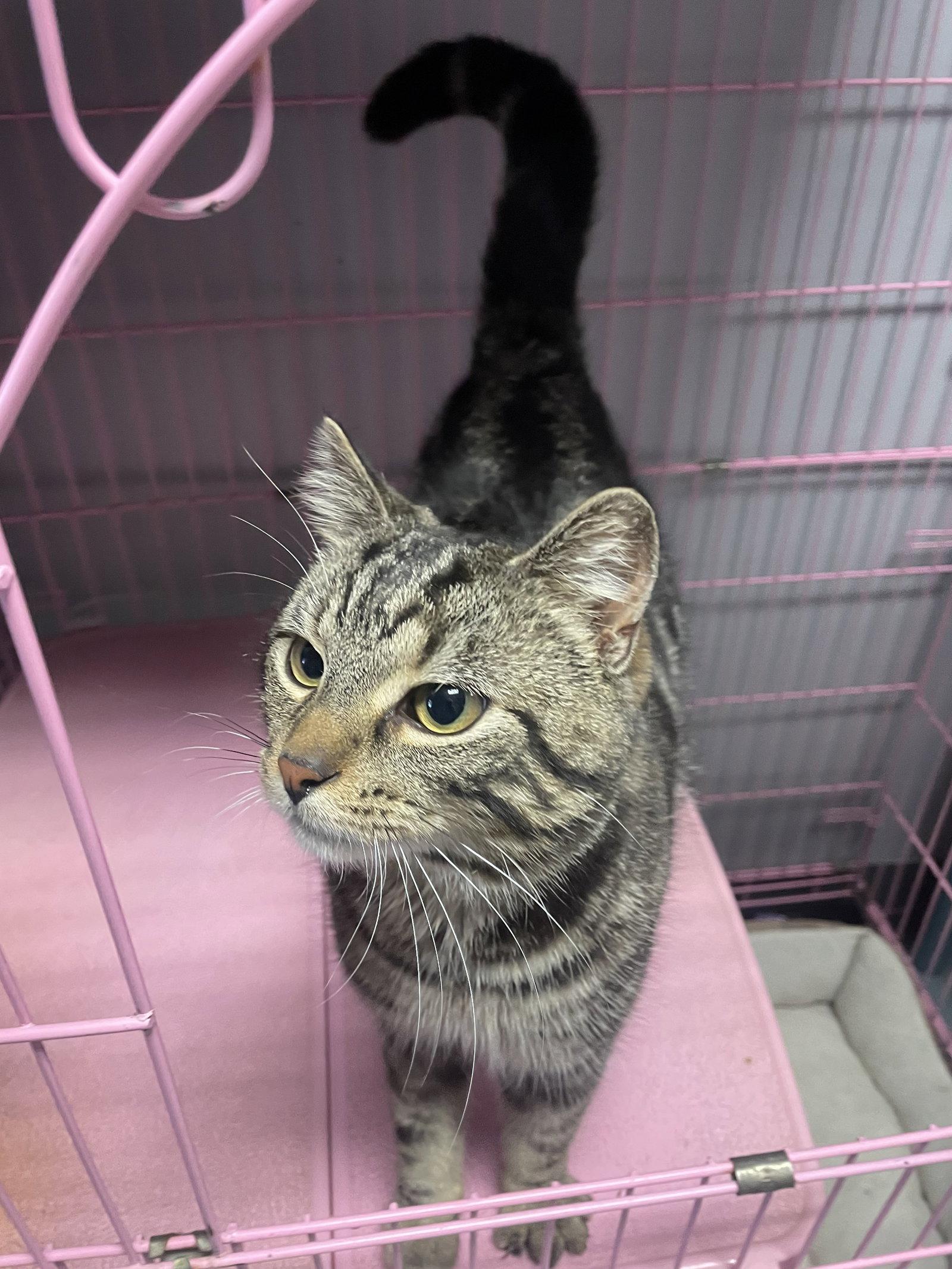 Enlarge Nibblez, a Adopted mixed breed in Georgetown, KY image 2/3