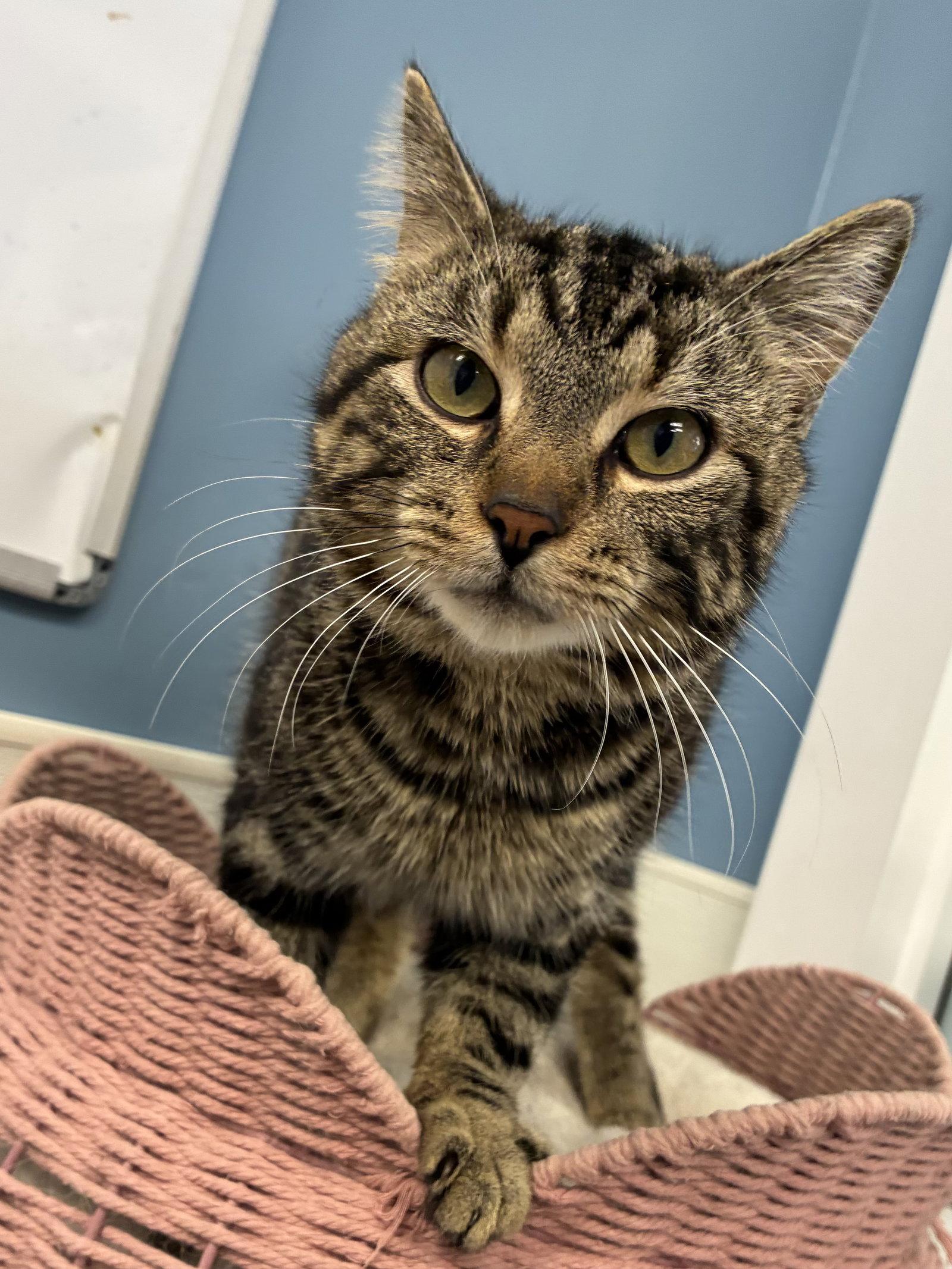 Enlarge Nibblez, a Adopted mixed breed in Georgetown, KY image 3/3