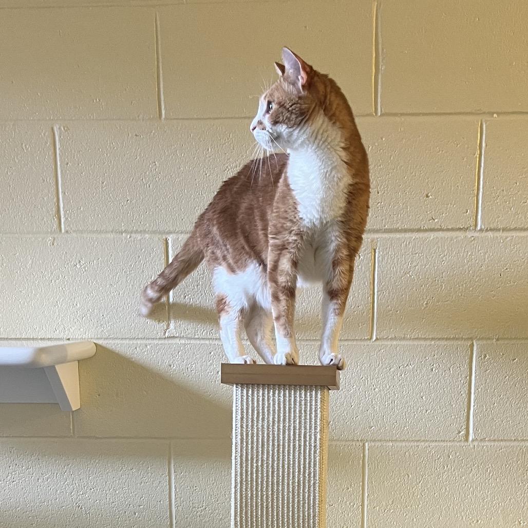 Enlarge Dalton, a Adoptable Domestic Short Hair in Naples, FL image 1/6