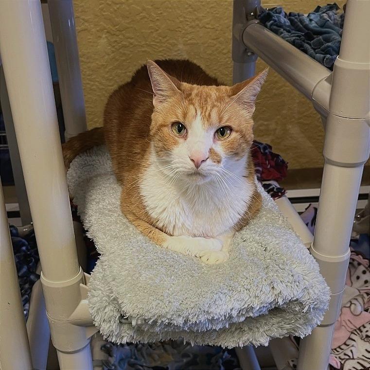 Enlarge Dalton, a Adoptable Domestic Short Hair in Naples, FL image 2/6