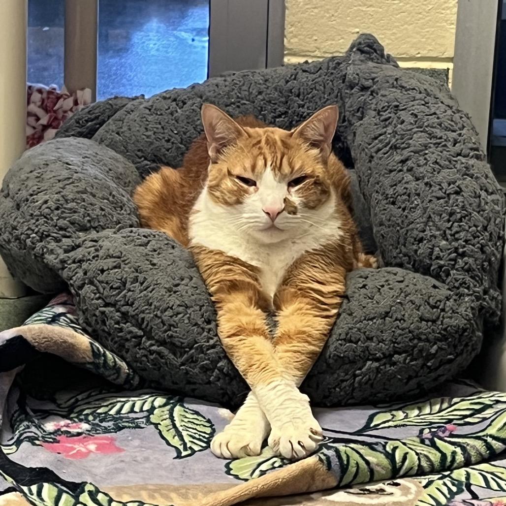 Enlarge Dalton, a Adoptable Domestic Short Hair in Naples, FL image 3/6