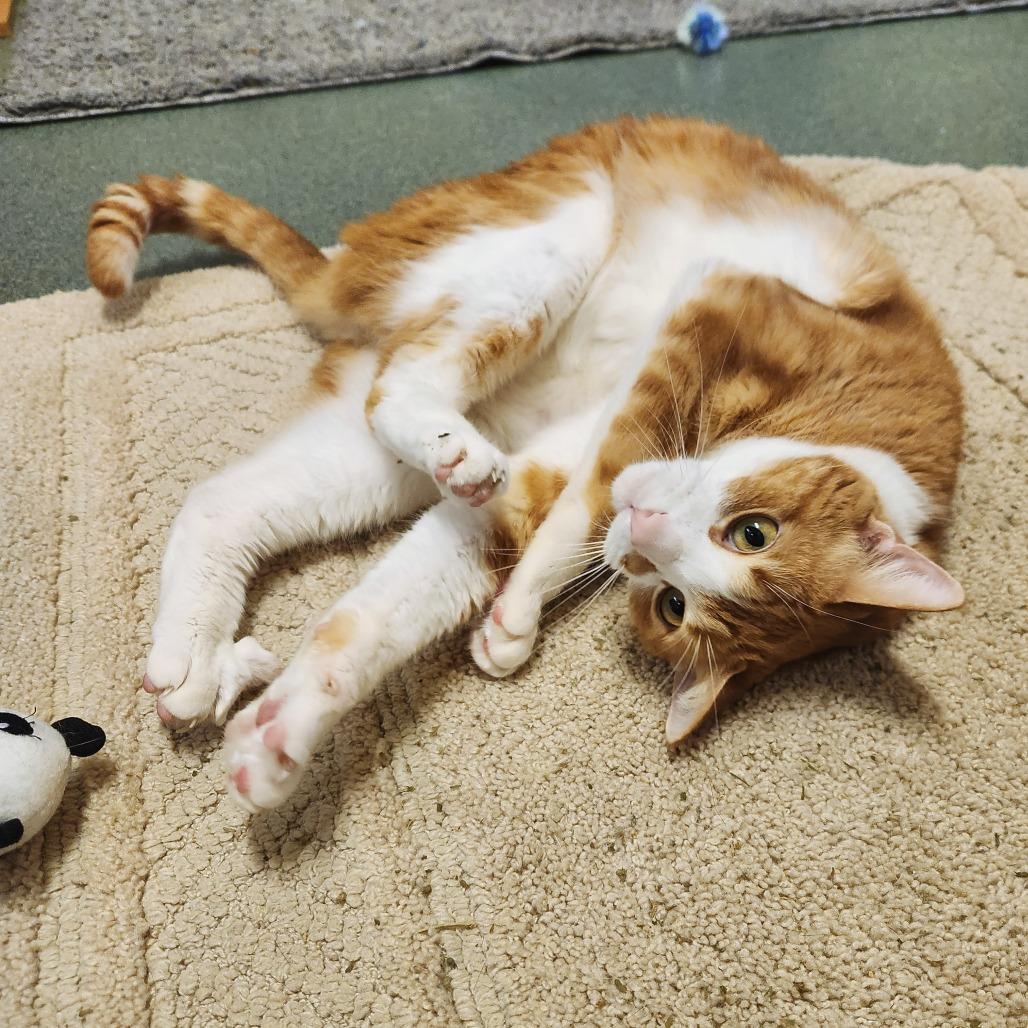 Enlarge Dalton, a Adoptable Domestic Short Hair in Naples, FL image 4/6