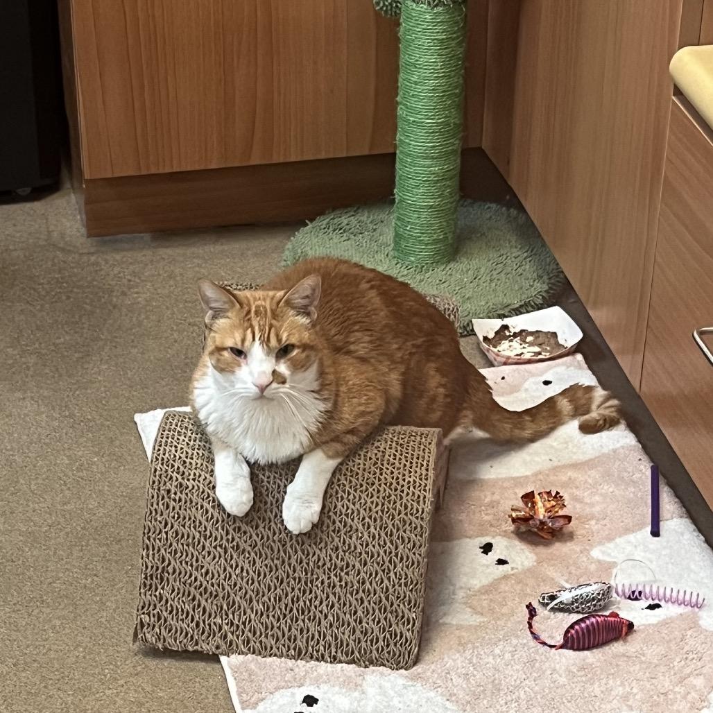 Enlarge Dalton, a Adoptable Domestic Short Hair in Naples, FL image 5/6