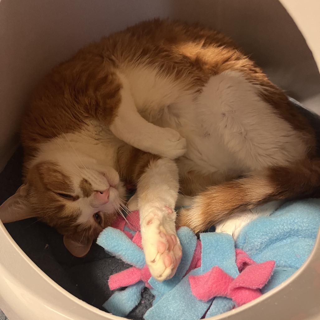 Enlarge Dalton, a Adoptable Domestic Short Hair in Naples, FL image 6/6