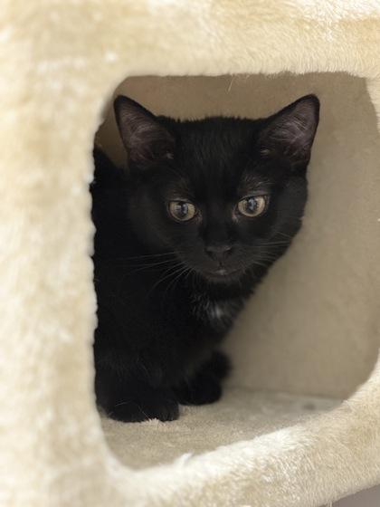Enlarge Candy Cane, an adopted Domestic Short Hair in Annapolis, MD image 1/3