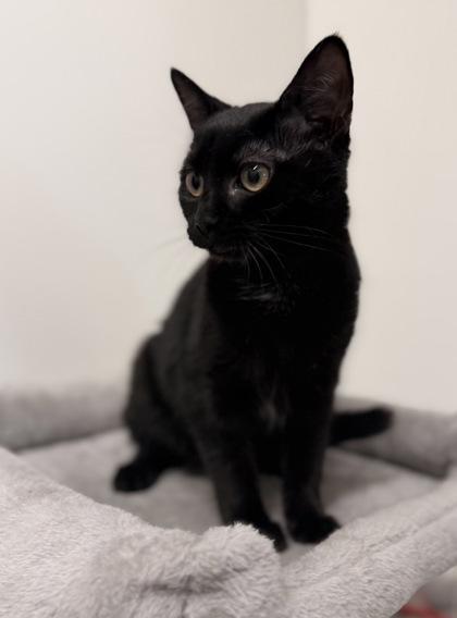 Enlarge Candy Cane, an adopted Domestic Short Hair in Annapolis, MD image 3/3