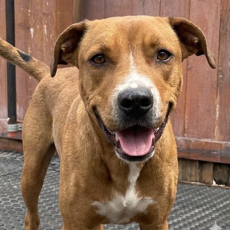 Pluto, adopted, Young Male Labrador Retriever.