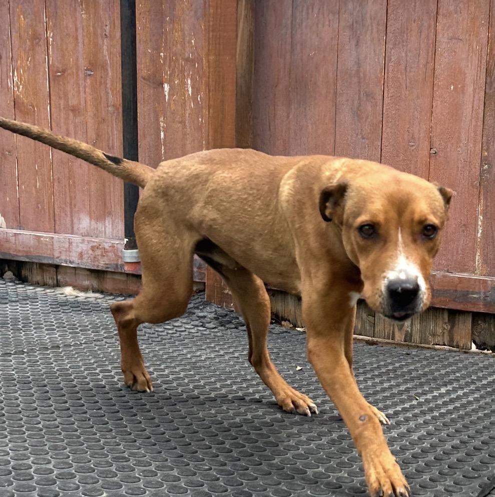 Enlarge Pluto, an adopted mixed breed in Seabrook, NH image 4/4