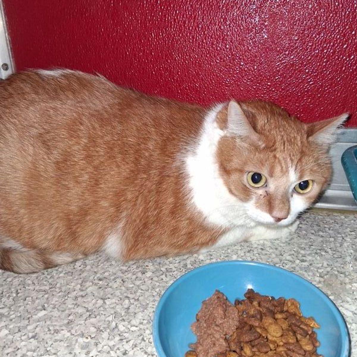 Georgie, a Adoptable Domestic Short Hair in Lake Havasu City, AZ image 1/2
