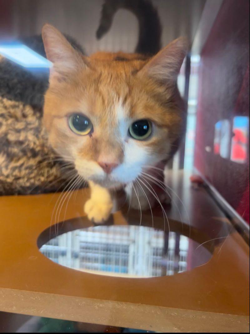 Georgie, a Adoptable Domestic Short Hair in Lake Havasu City, AZ image 2/2