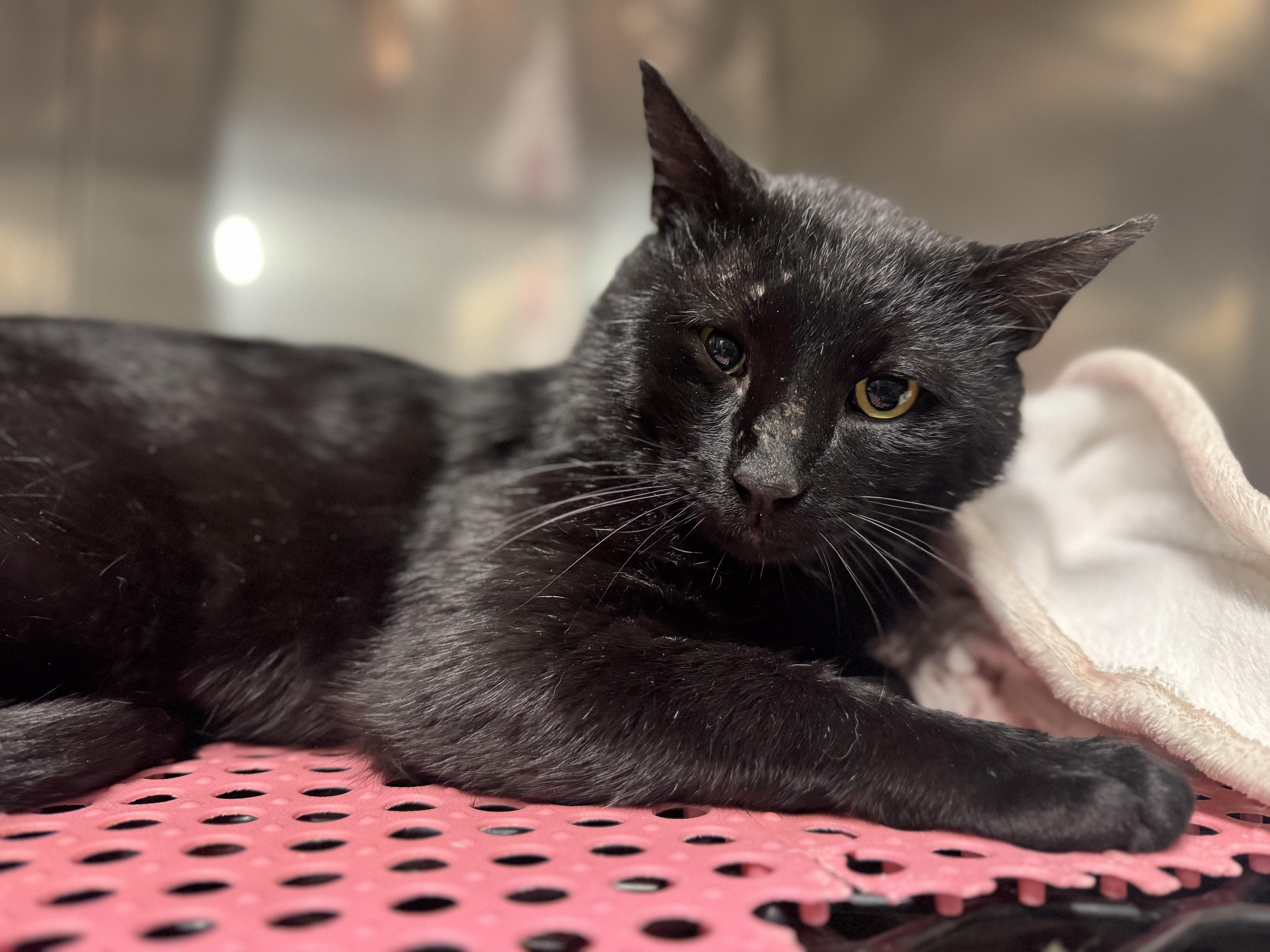 Enlarge Steve , a ADOPTABLE Domestic Short Hair in Blair, NE image 2/2