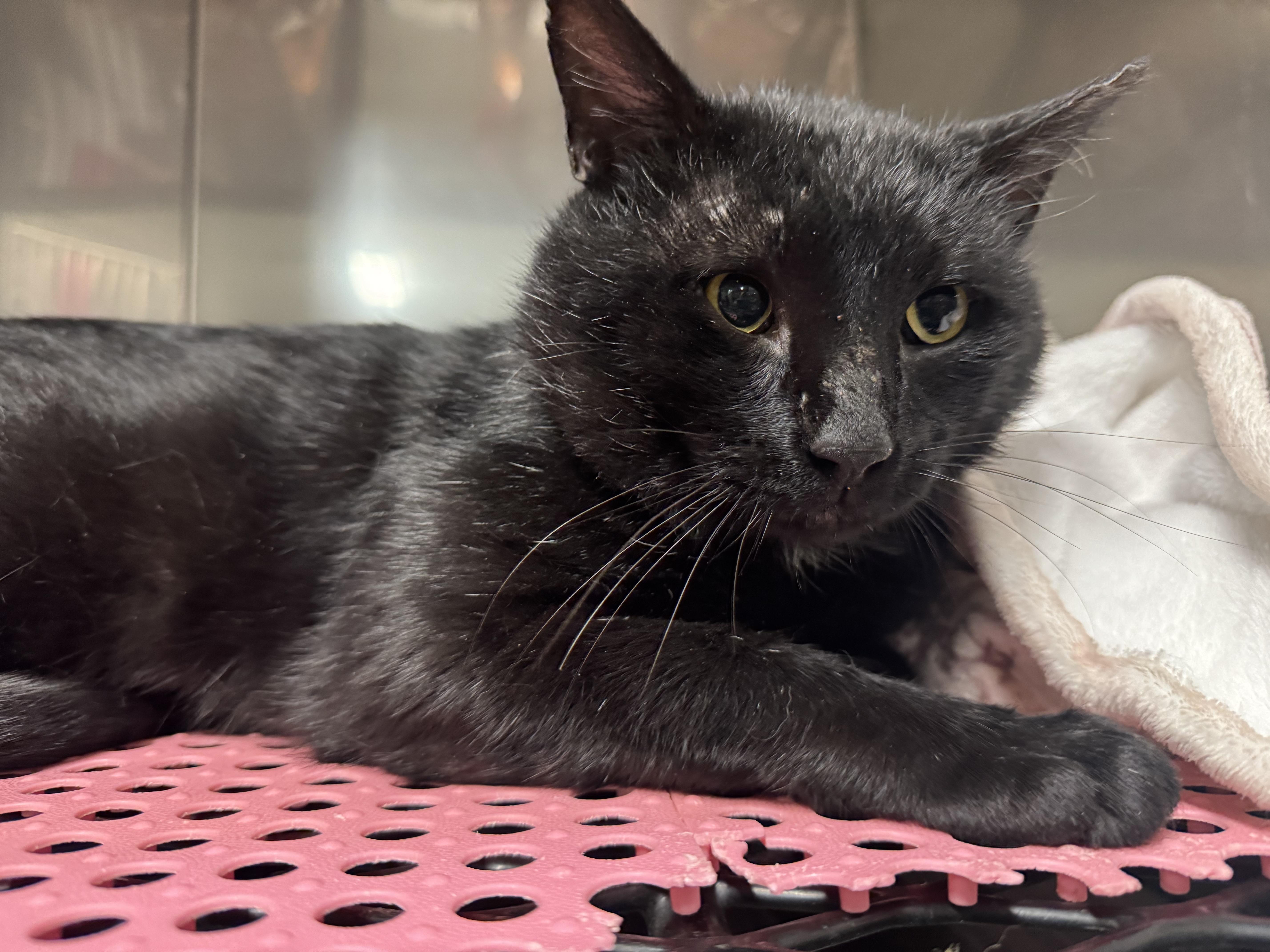 Steve , ADOPTABLE, Adult Male Domestic Short Hair.