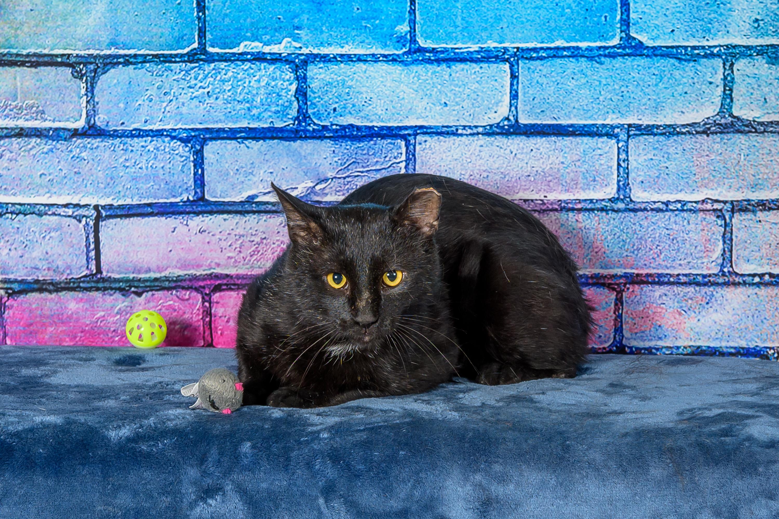 Steve , adopted, Adult Male Domestic Short Hair.