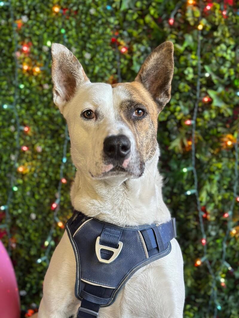 Mr. Booty Ham Sandwich, Adoptable, Young Male Australian Cattle Dog / Blue Heeler & Terrier.