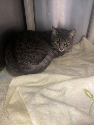 Louie, Adoptable, Kitten Male Domestic Short Hair & Domestic Short Hair.