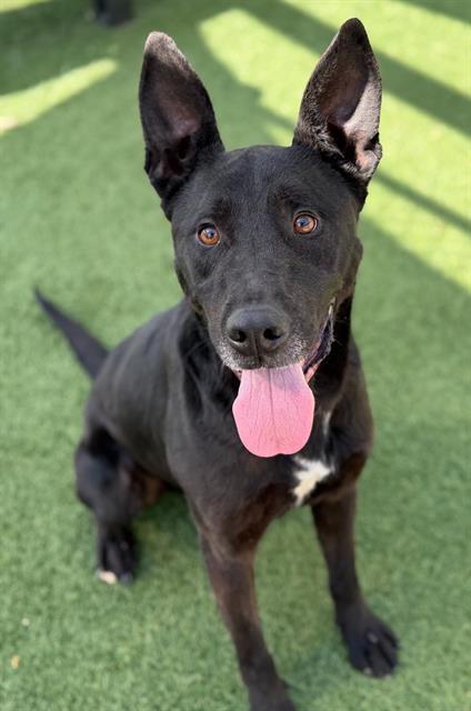 Enlarge GIZMO, a Adoptable Mixed Breed in Columbia, SC image 1/1