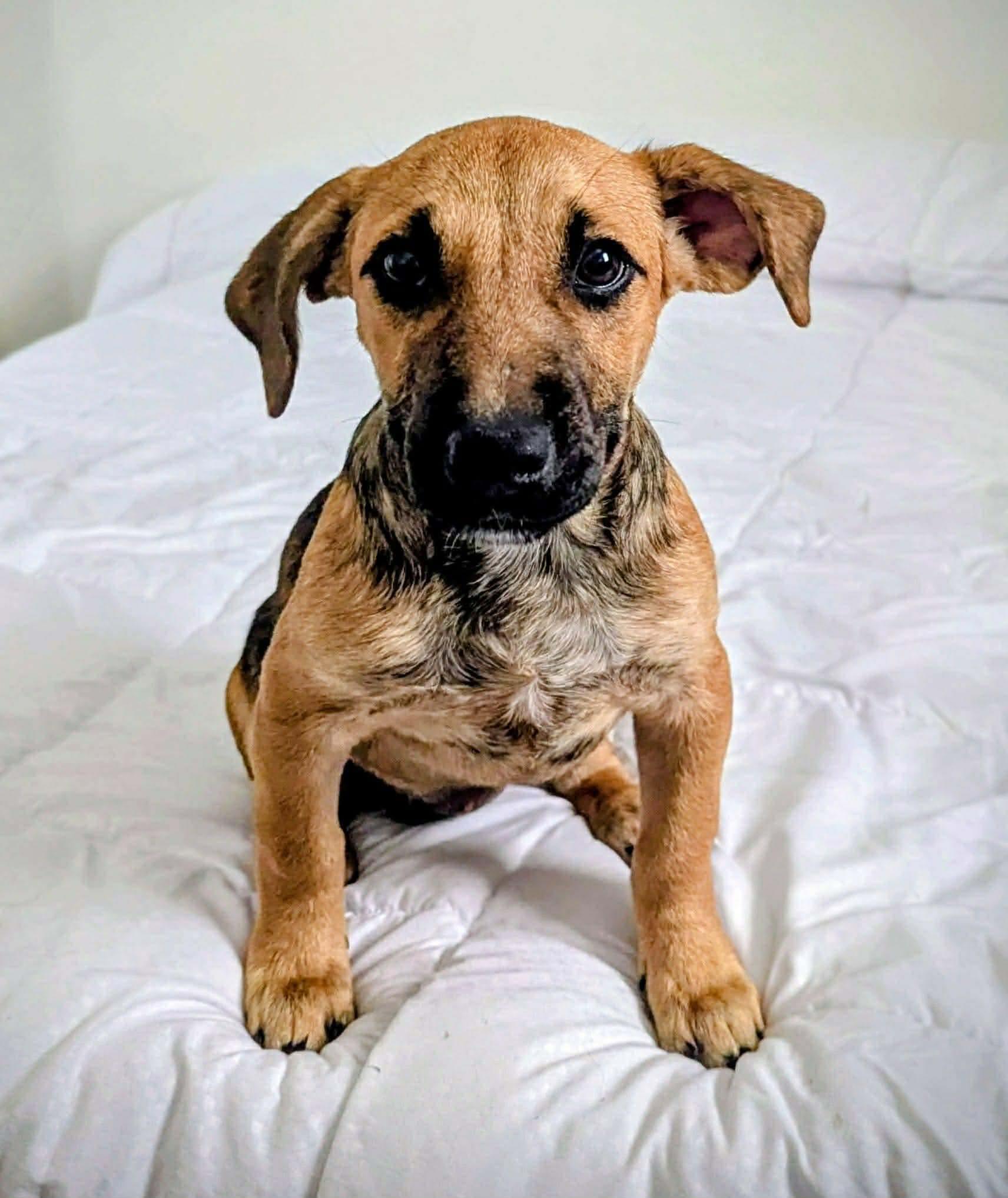 Navy, ADOPTABLE, Puppy Female Mixed Breed.