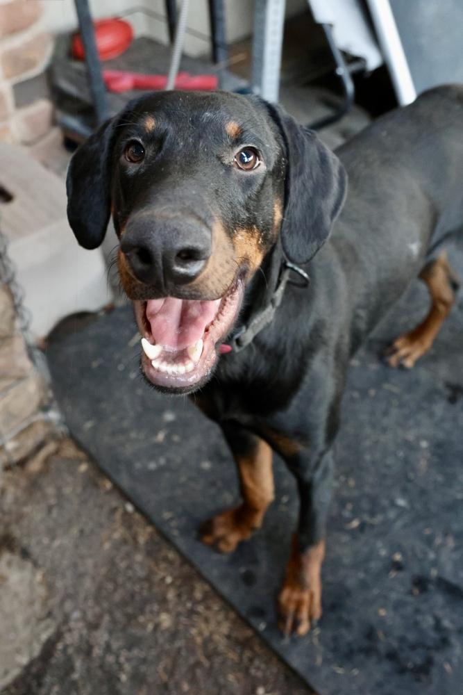 Enlarge Conejo, a Adoptable Doberman Pinscher in TUCSON, AZ image 1/6