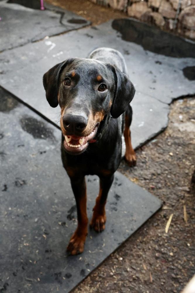 Enlarge Conejo, a Adoptable Doberman Pinscher in TUCSON, AZ image 2/6
