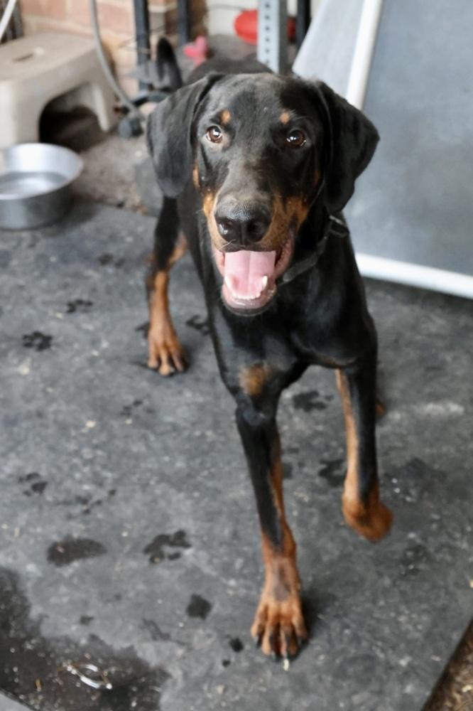 Enlarge Conejo, a Adoptable Doberman Pinscher in TUCSON, AZ image 3/6