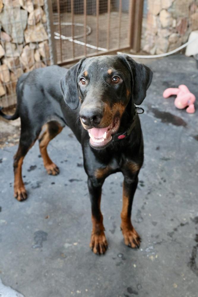 Enlarge Conejo, a Adoptable Doberman Pinscher in TUCSON, AZ image 4/6