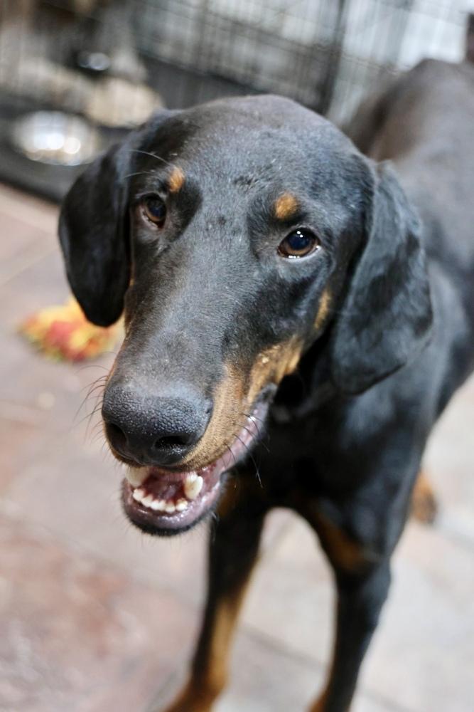 Enlarge Conejo, a Adoptable Doberman Pinscher in TUCSON, AZ image 5/6