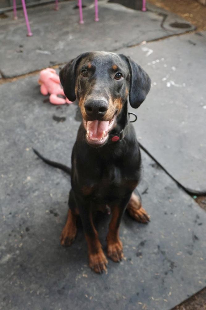 Enlarge Conejo, a Adoptable Doberman Pinscher in TUCSON, AZ image 6/6