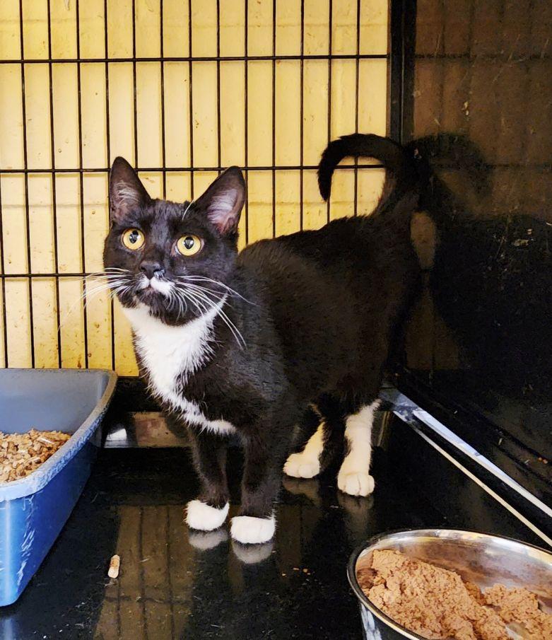 Theo, an adopted Tuxedo in Perth Amboy, NJ image 2/2