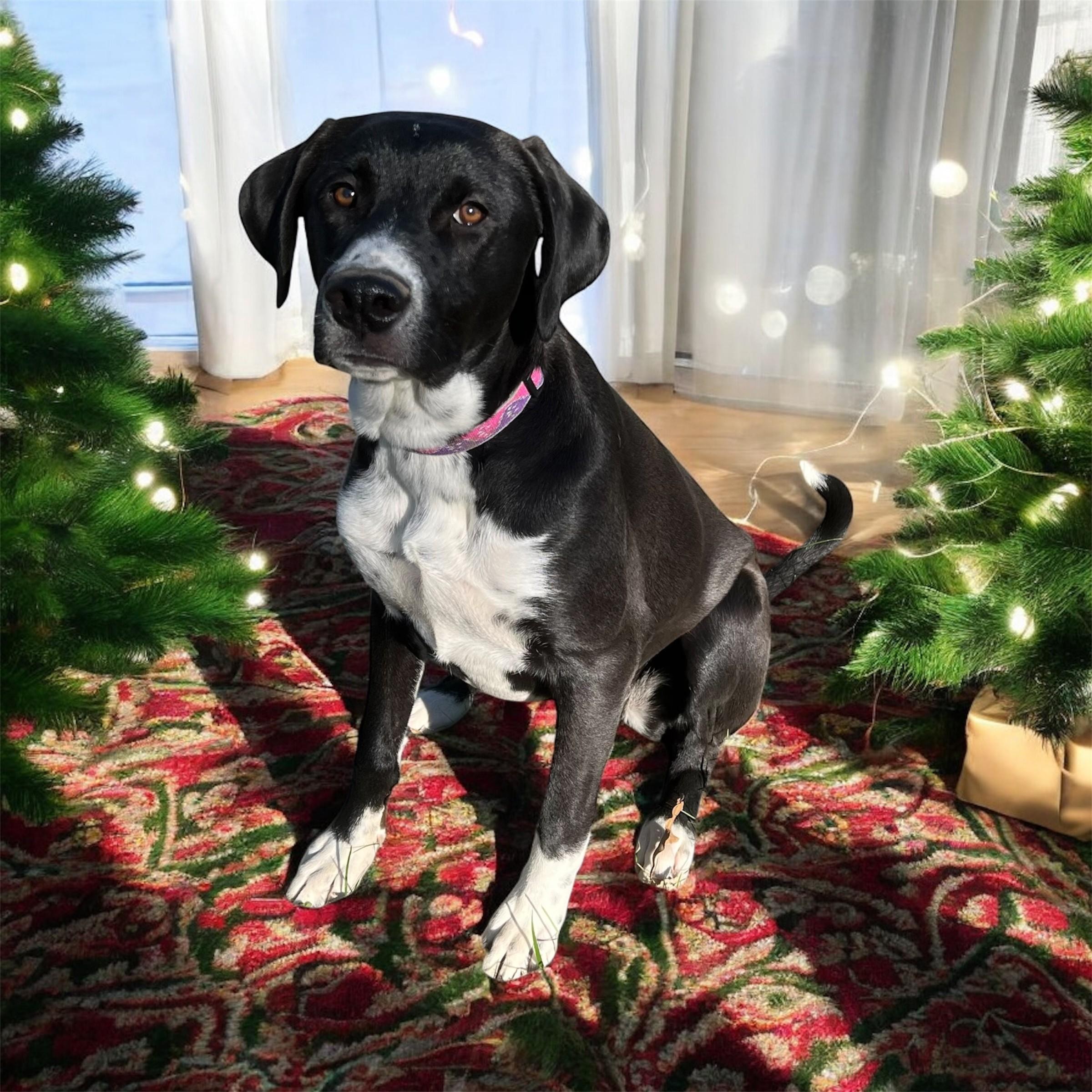 Lexy, Adoptable, Puppy Female Labrador Retriever.