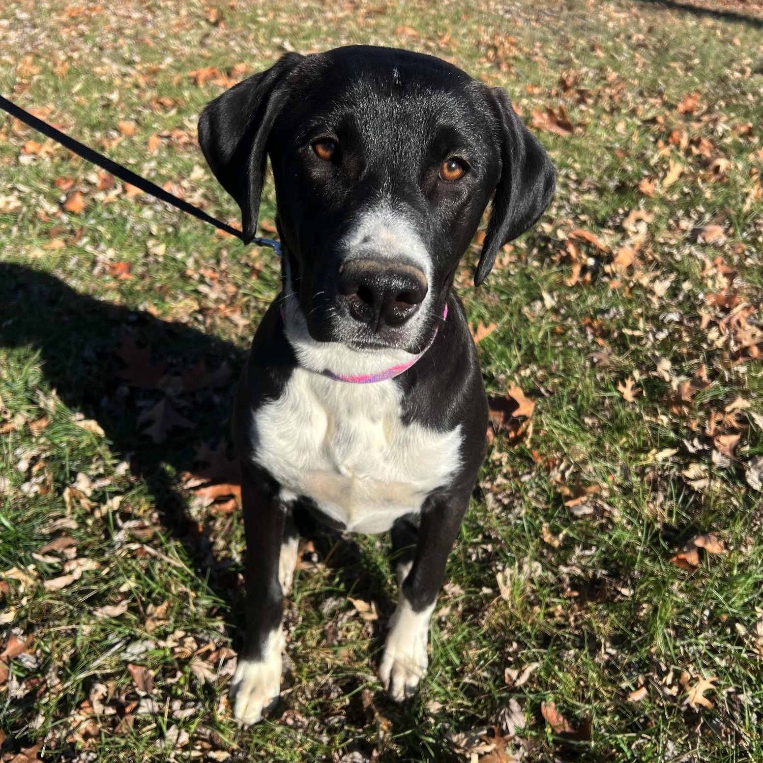 Lexy, a Adoptable mixed breed image 2/3