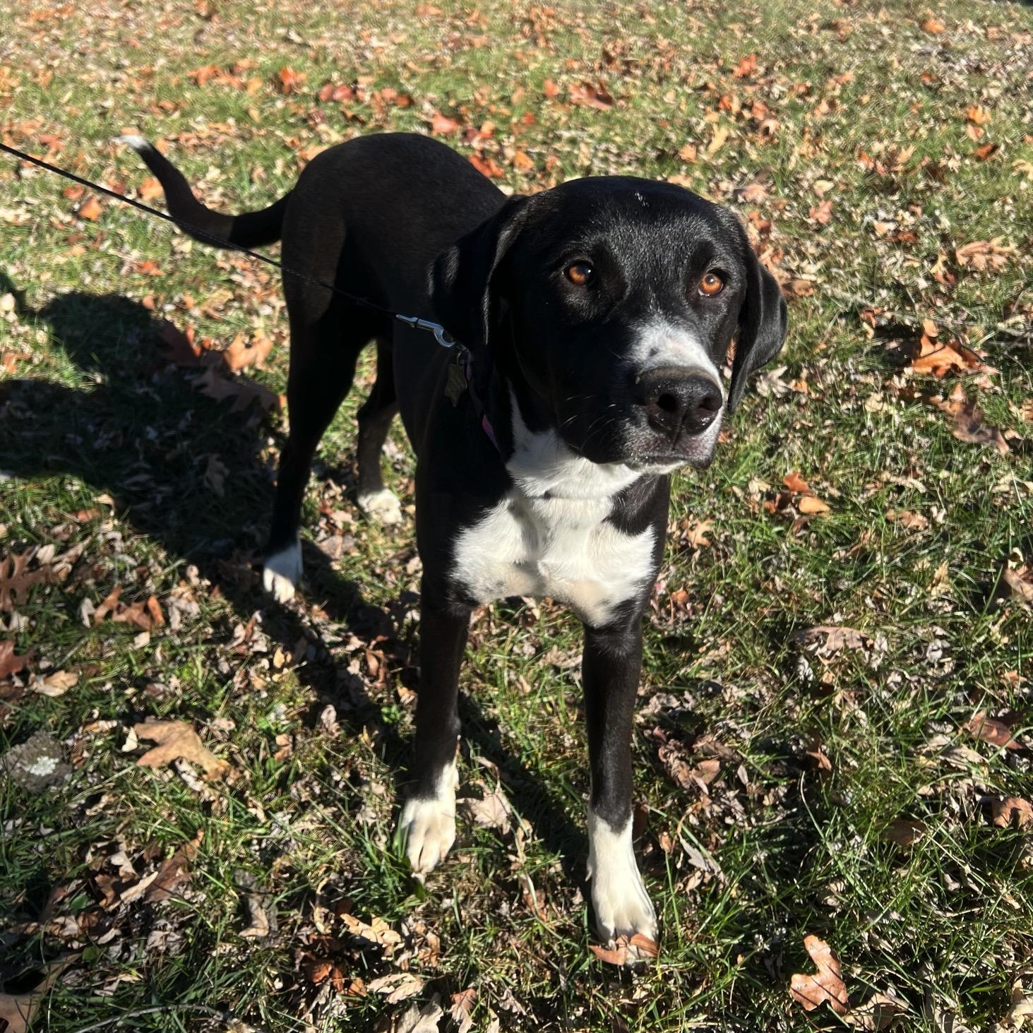 Lexy, a Adoptable mixed breed image 3/3