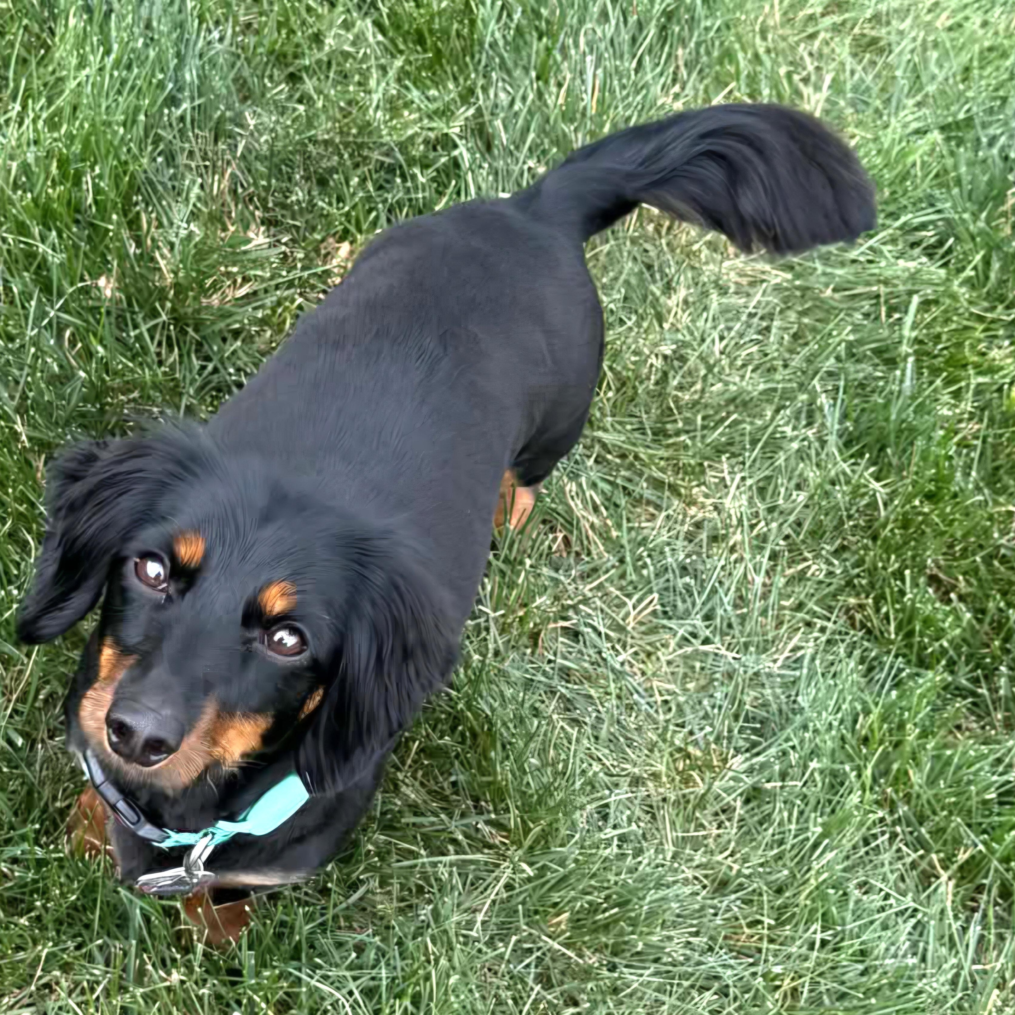 Opal, an adopted Dachshund in Omaha, NE image 3/4