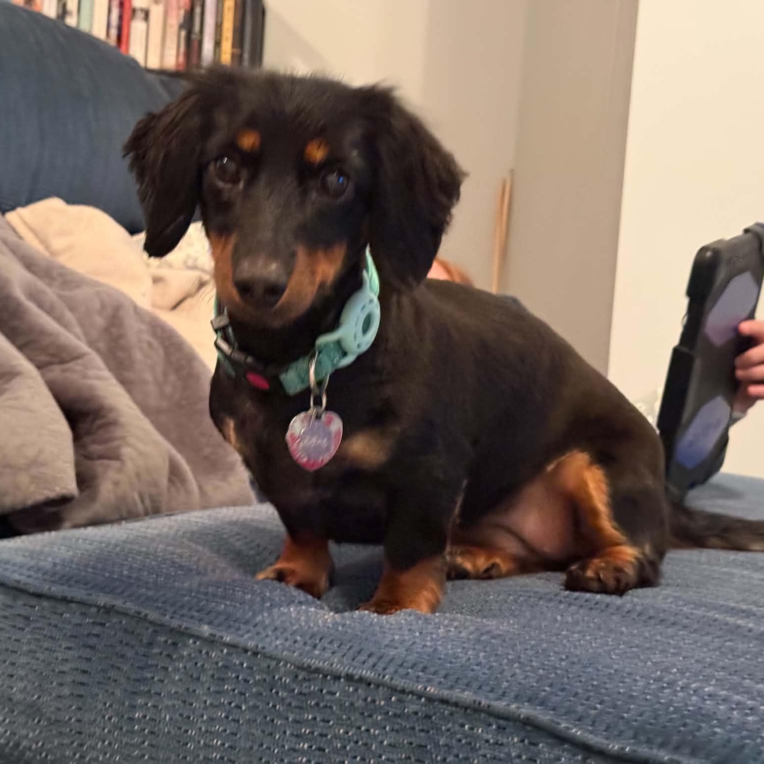 Opal, an adopted Dachshund in Omaha, NE image 2/4