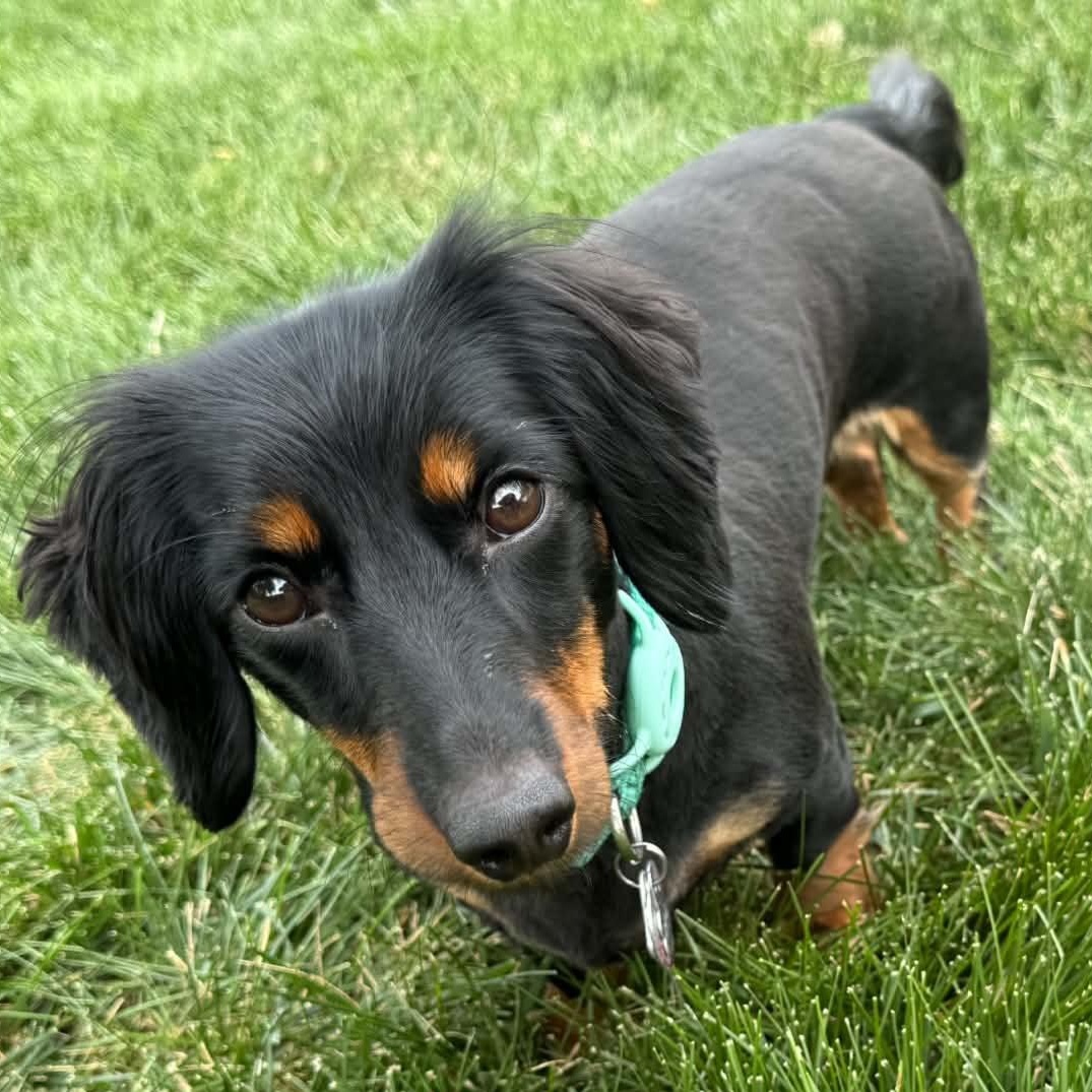 Opal, an adopted Dachshund in Omaha, NE image 1/4