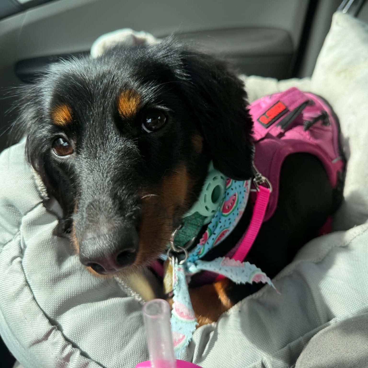 Opal, an adopted Dachshund in Omaha, NE image 4/4