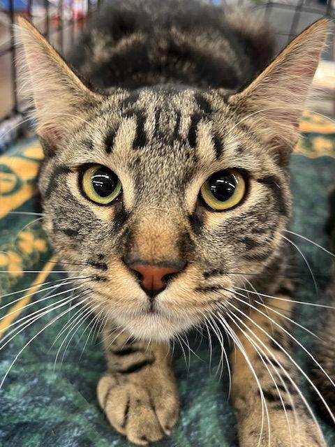 Wallace, Adoptable, Kitten Male Domestic Short Hair.