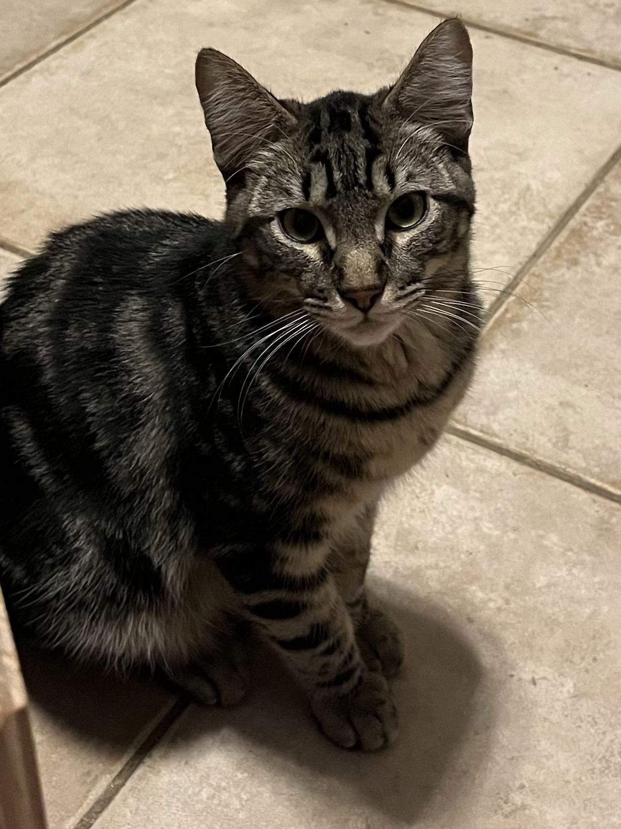 Wallace, Adoptable, Kitten Male Domestic Short Hair.