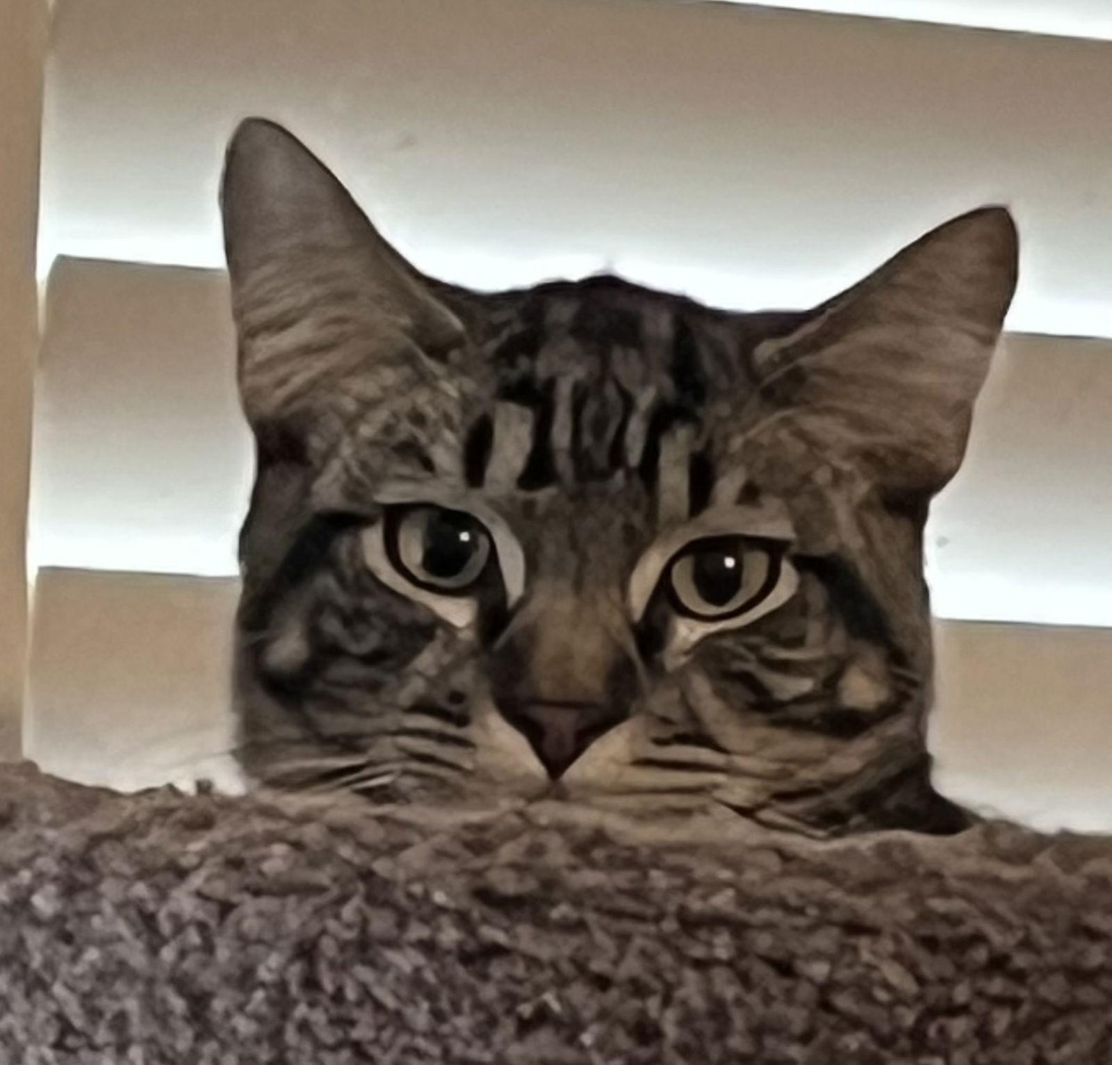 Wallace, a Adoptable Domestic Short Hair in Antioch, CA image 2/3