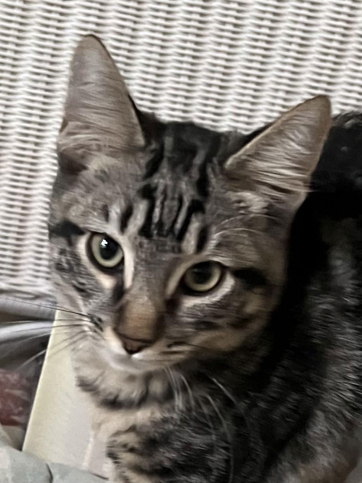 Enlarge Wallace, a Adoptable Domestic Short Hair in Antioch, CA image 1/1