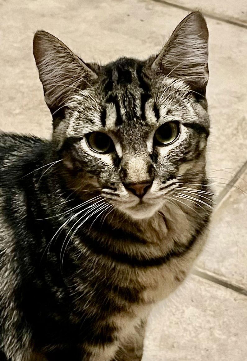 Wallace, a Adoptable Domestic Short Hair in Antioch, CA image 3/3