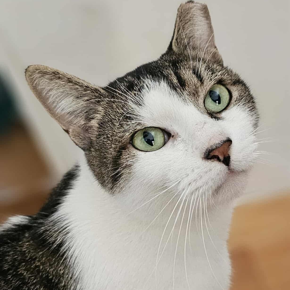 Dusty, ADOPTABLE, Young Male Domestic Short Hair.