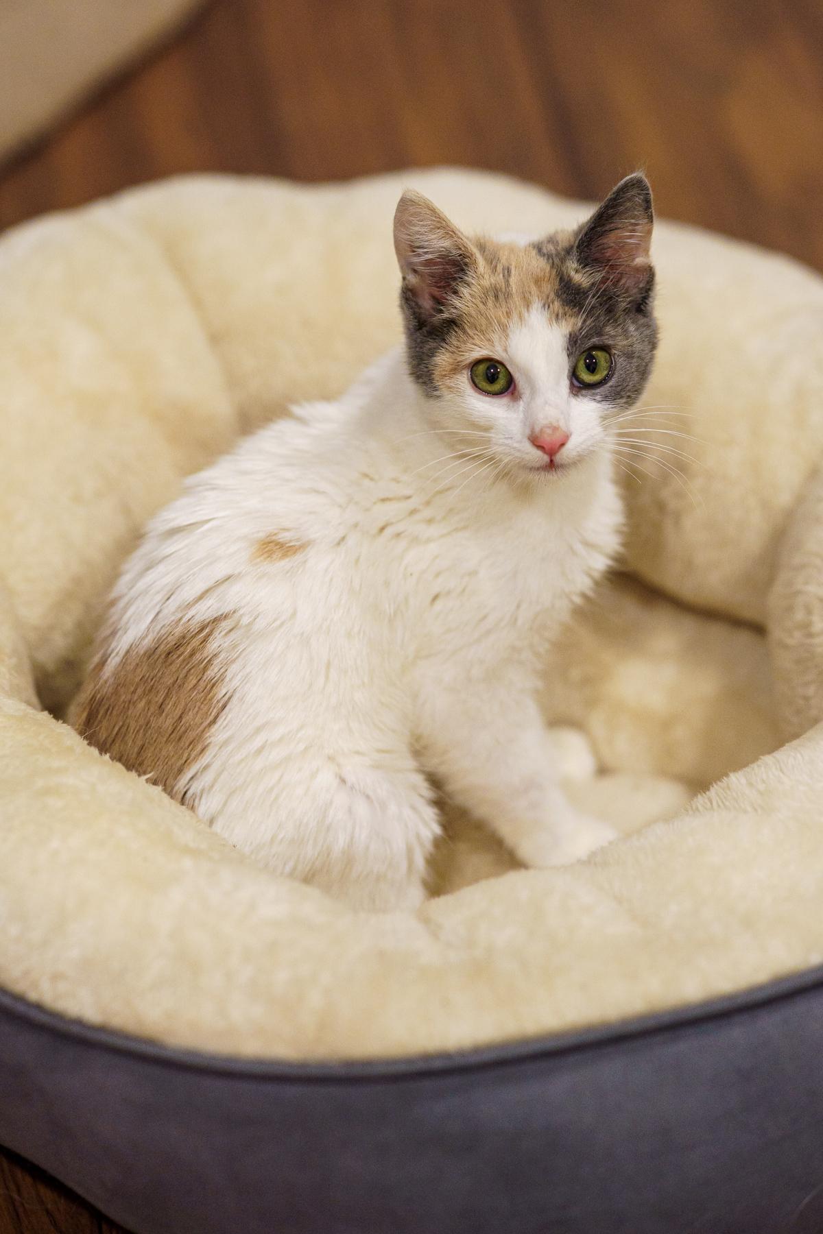 Sparkle, an adopted Dilute Calico in LAMPASAS, TX image 3/6