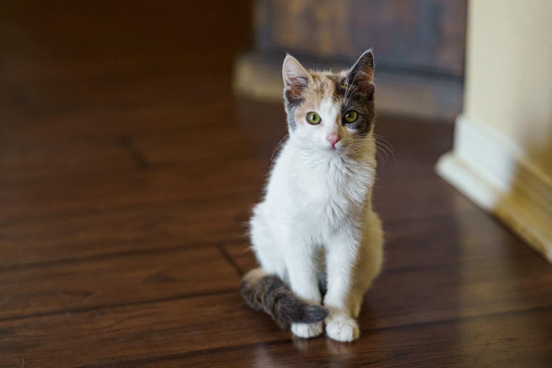 Sparkle, an adopted Dilute Calico in LAMPASAS, TX image 1/6
