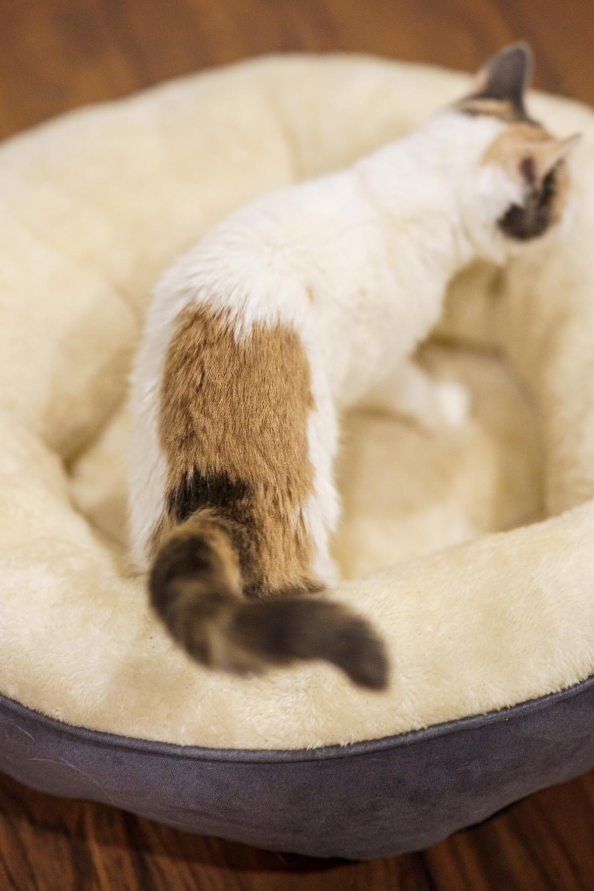 Sparkle, an adopted Dilute Calico in LAMPASAS, TX image 4/6