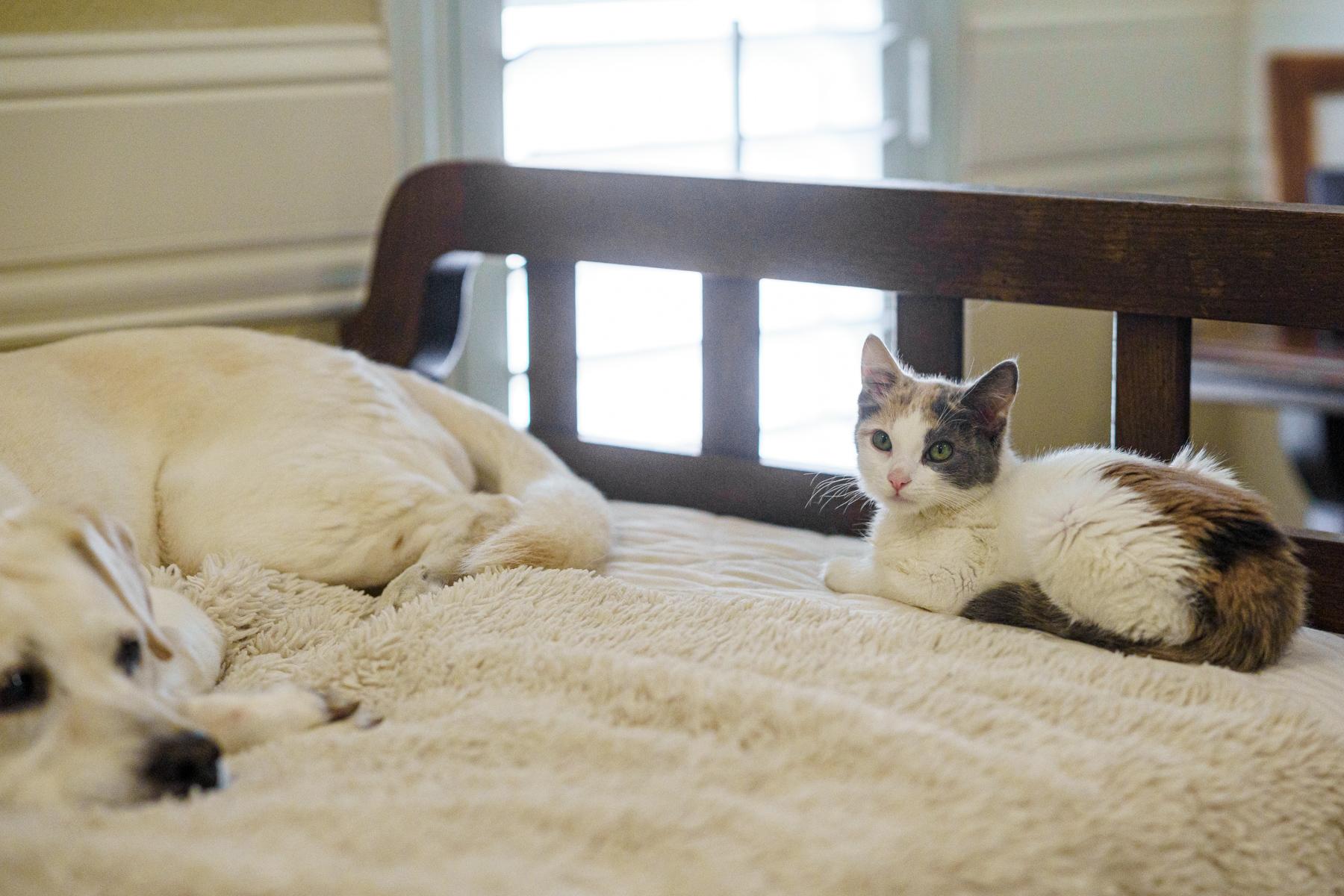 Sparkle, an adopted Dilute Calico in LAMPASAS, TX image 6/6