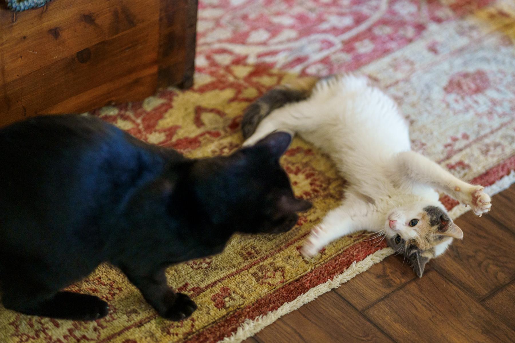 Sparkle, an adopted Dilute Calico in LAMPASAS, TX image 2/6