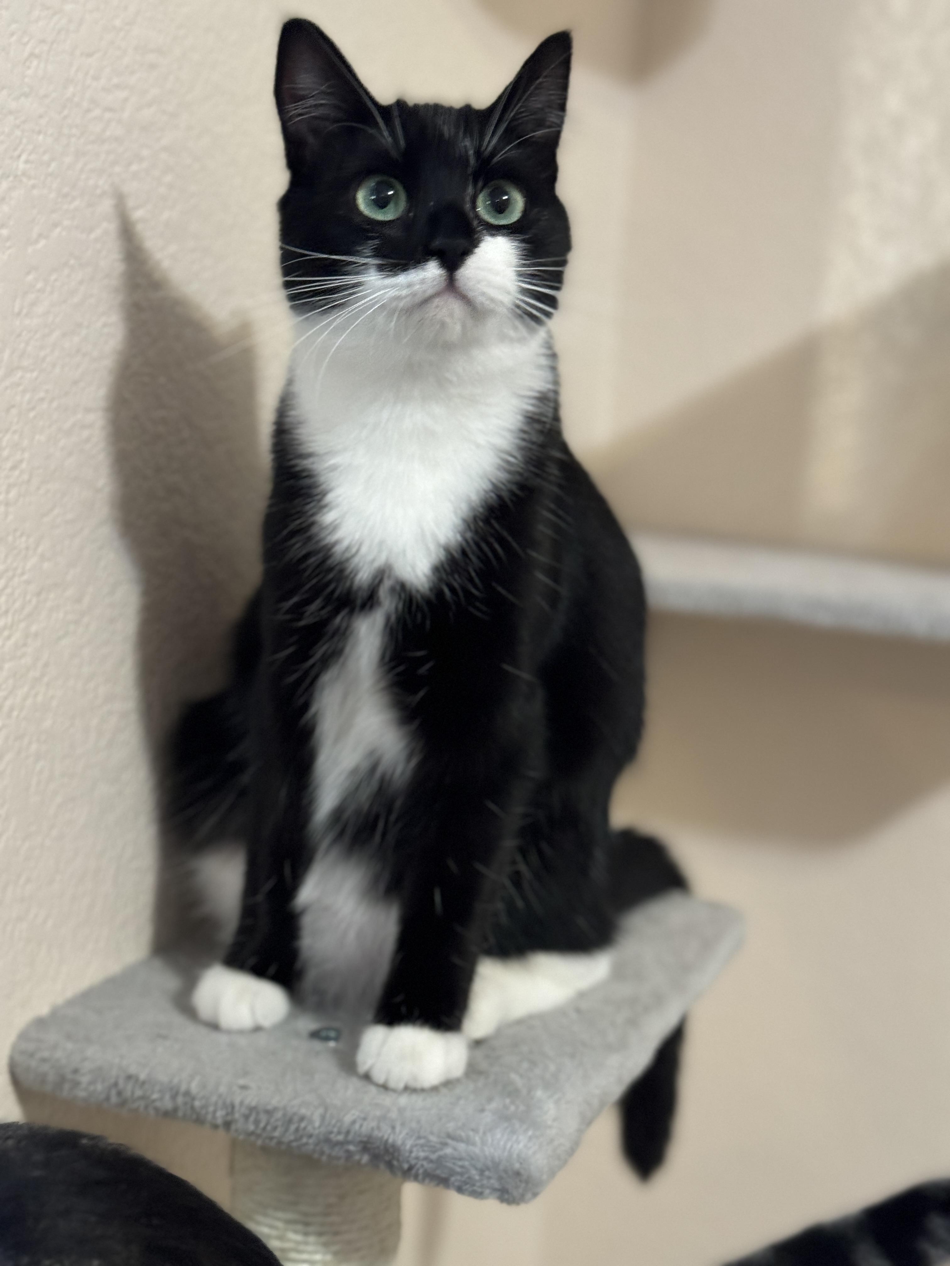 Madonna, Adopted, Young Female Domestic Short Hair.