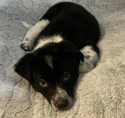 Enlarge Biscotti, a Adoptable mixed breed in Hobart, IN image 1/2