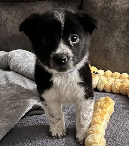 Enlarge Biscotti, a Adoptable mixed breed in Hobart, IN image 2/2