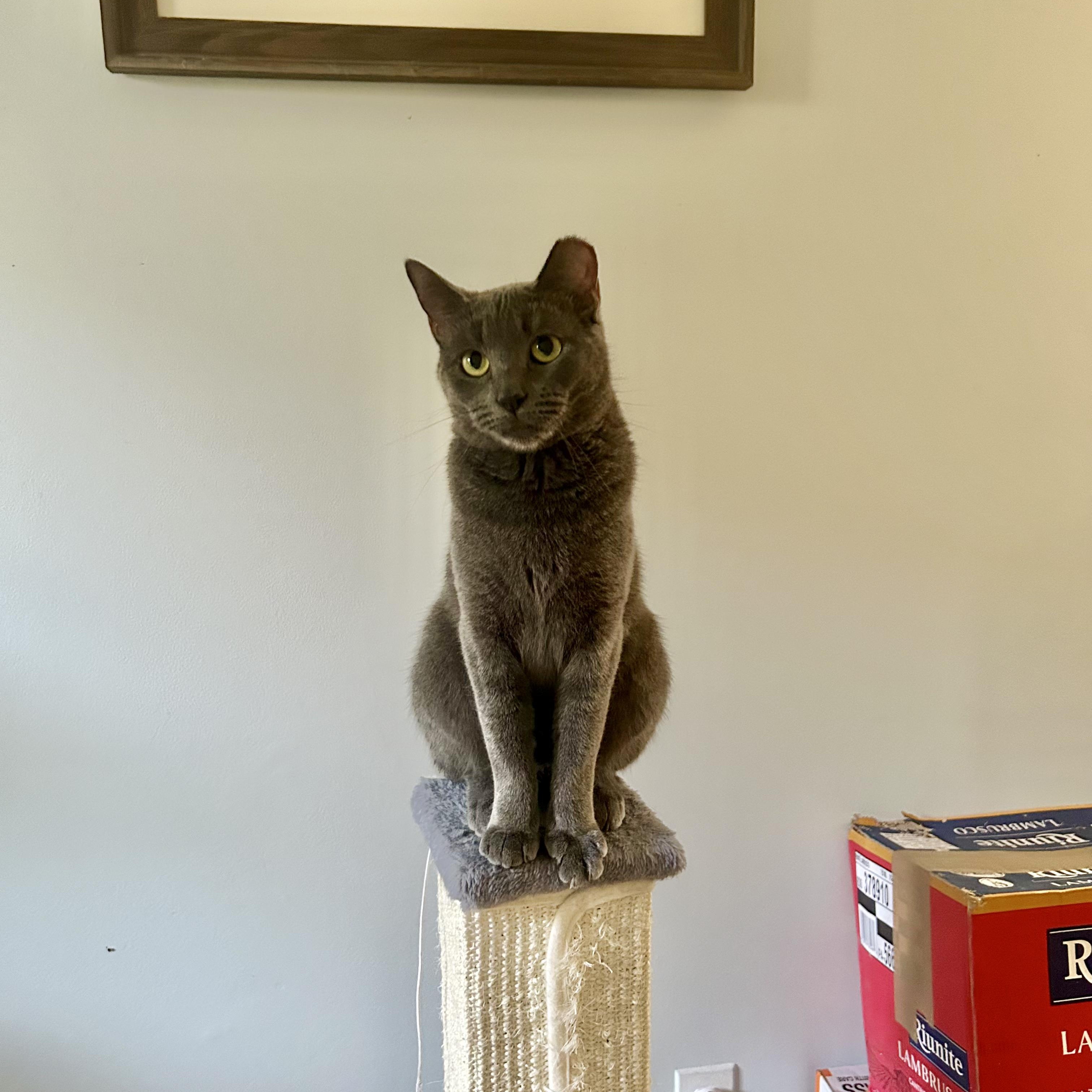 Enlarge STERLING, a Adoptable Russian Blue in Staten Island, NY image 1/1